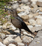 Great tailed Grackle 5780